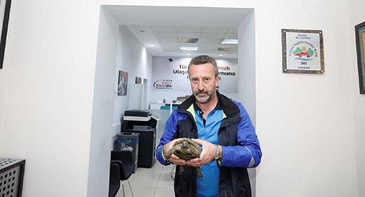 Şehir Trafiğinde Mahsur Kalan Kaplumbağaya İnegöl Belediyesi Sahip Çıktı