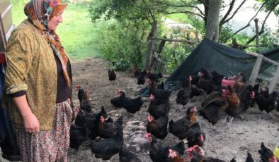 Kocaeli’de yüzde 50 hibeli yumurta tavuğu