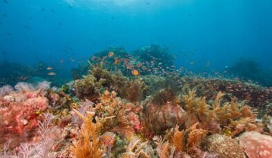 Mercanlar tamamen yok olma tehlikesi altında