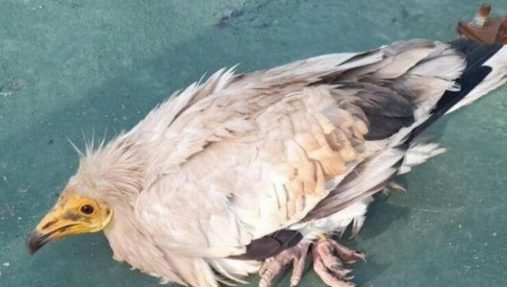 Nesli tehlikede olan ak akbabaya Bingöl tedavisi