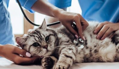 Kediler için sağlık kontrolleri şart!