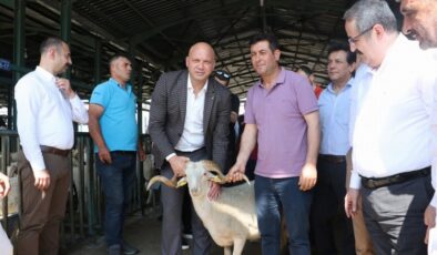 Manisa’da damızlık koçlar üreticilere teslim ediliyor