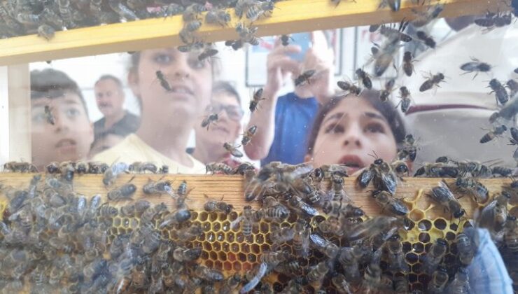 Manisalı minikler arıların dünyasıyla tanıştı