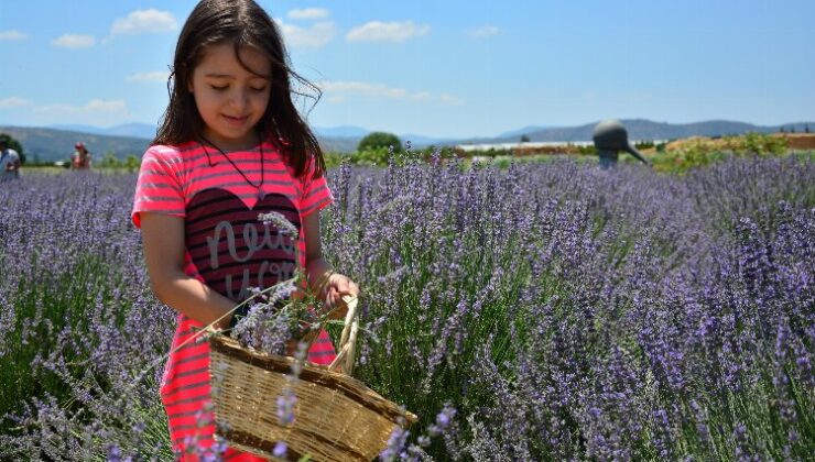 Aromaterapide şifa yolculuğu başlıyor