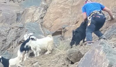 Bingöl’de kayalıklarda mahsur kalan 7 oğlak kurtarıldı