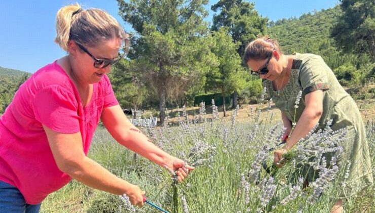 Bodrum’da lavanta hasadı başladı