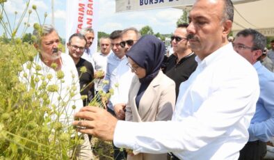 Bursa Harmancık’ta pelemir hasadı