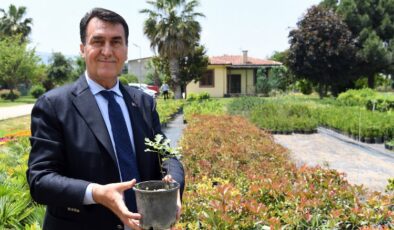 Bursa Osmangazi’nin tarihi çınarından fideler yetişiyor