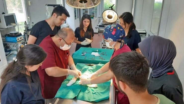 Bursa’da aracın çarptığı kedi operasyonla hayata tutundu