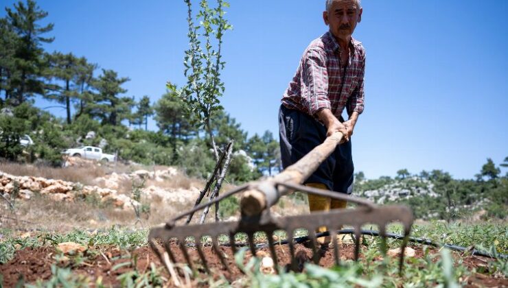 Büyükşehir desteğiyle çiftçinin yüzü gülüyor