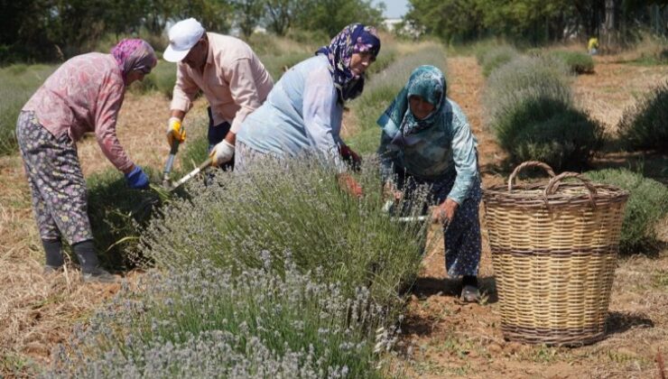CHP’li Değirmendereli’nin hedefi lavanta ekimini yüzlerce dekara çıkarmak