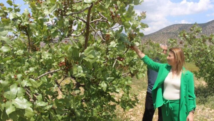 Çiftçinin yüzü fıstıkla gülüyor