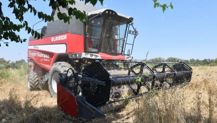 Çiğli Belediyesi’nden ilk buğday hasadı