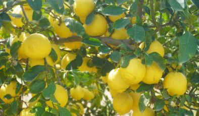 Finike’nin kokulu limonu ve Hicaz Narı, uluslararası listede
