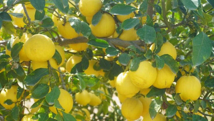 Finike’nin kokulu limonu ve Hicaz Narı, uluslararası listede
