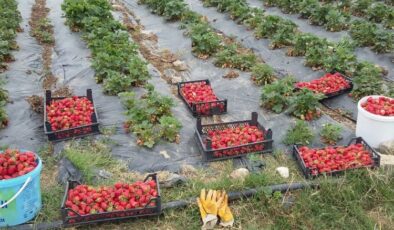 Kocaeli’de üreticilere 118 bin çilek fidesi dağıtıldı