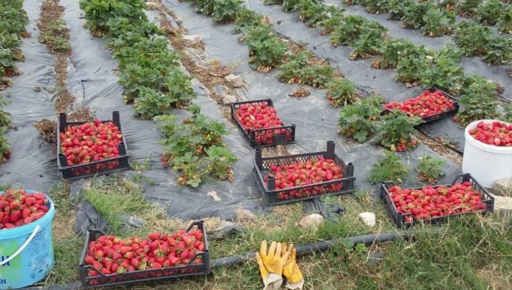 Kocaeli’de üreticilere 118 bin çilek fidesi dağıtıldı