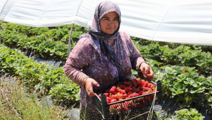 Muğla Köyceğiz Yaylaları’nın çilekleri raflarda