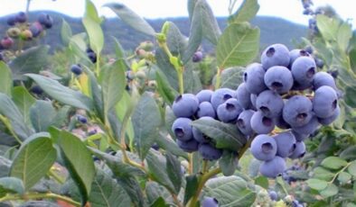 Yaban mersininin 10 faydası