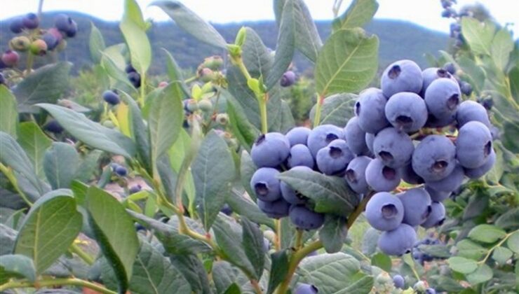 Yaban mersininin 10 faydası