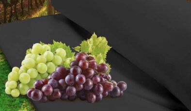 Zeytin ve üzüm üreticilerine Manisa desteği
