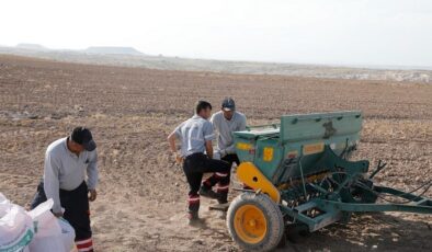 Nevşehir Belediyesi’nden yerli tohum ekimi